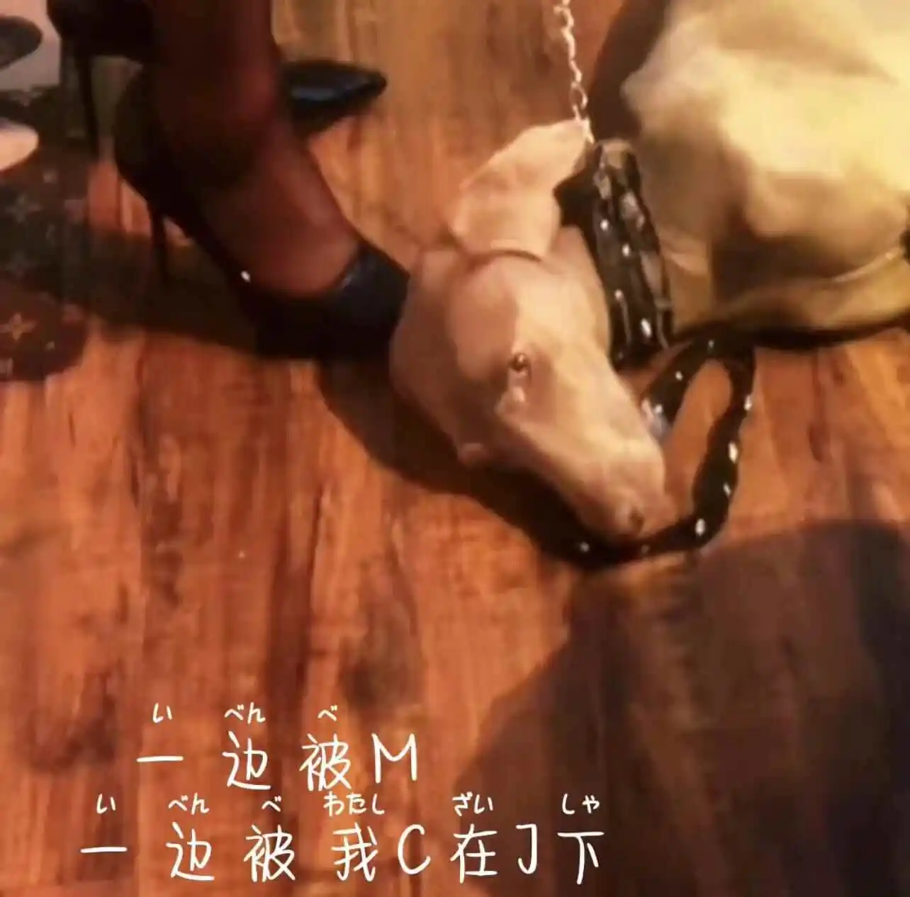 西檬之家sp小圈的新手指南:如何安全入门与探寻乐趣 一